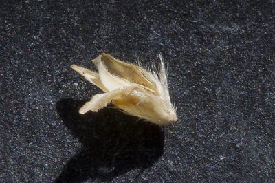 Triodia marginata, photographed by Kym Nicolson