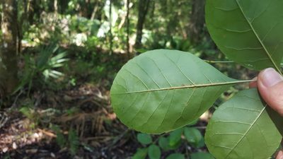 Fraxinus caroliniana, photographed by Michelle Sevcovas