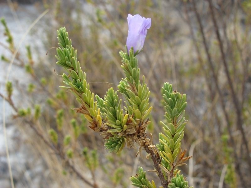 Leucophyllum pringlei, photographed by Alexis López Hernández