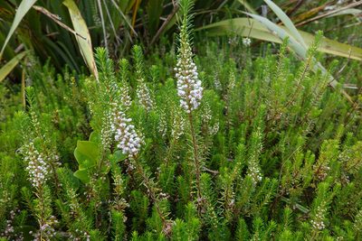 Erica vagans, photographed by John Barkla