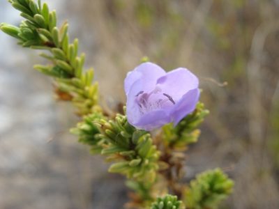 Leucophyllum pringlei, photographed by Alexis López Hernández