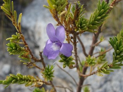 Leucophyllum pringlei, photographed by Alexis López Hernández