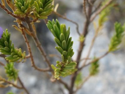 Leucophyllum pringlei, photographed by Alexis López Hernández