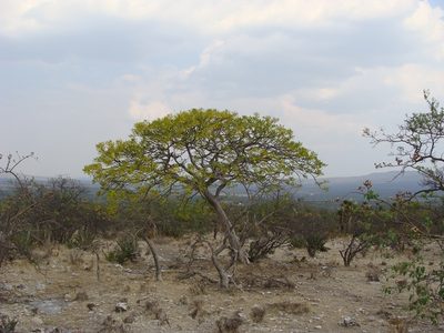 Conzattia multiflora, photographed by Alexis López Hernández