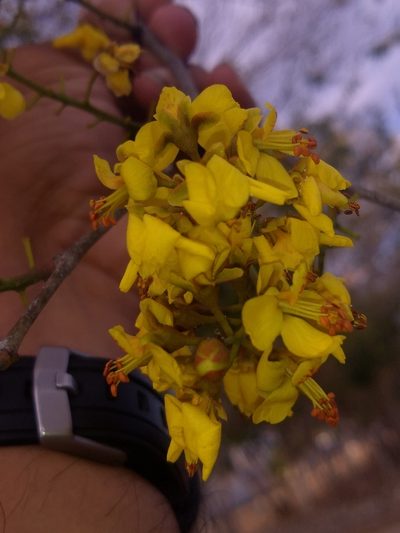 Cenostigma gaumeri, photographed by Juan Cruzado Cortés