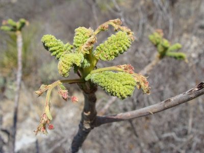 Actinocheita filicina, photographed by Alexis López Hernández