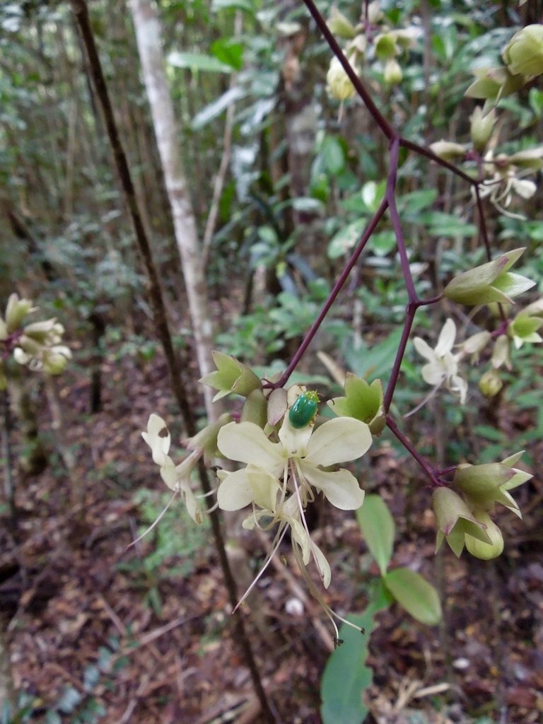 Clerodendrum bosseri, photographed by Shawn O'Donnell