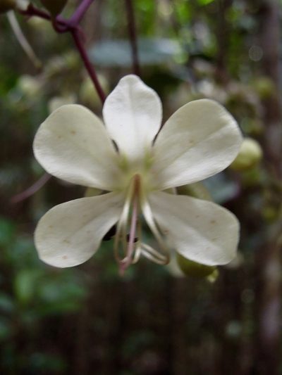 Clerodendrum bosseri, photographed by Shawn O'Donnell
