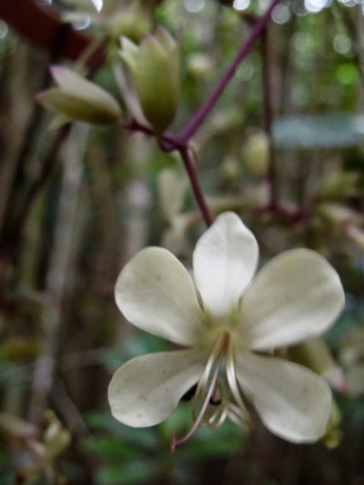 Clerodendrum bosseri, photographed by Shawn O'Donnell