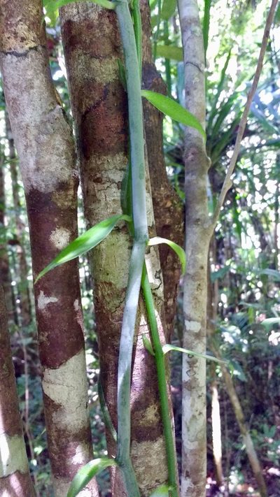 Vanilla coursii, photographed by Shawn O'Donnell
