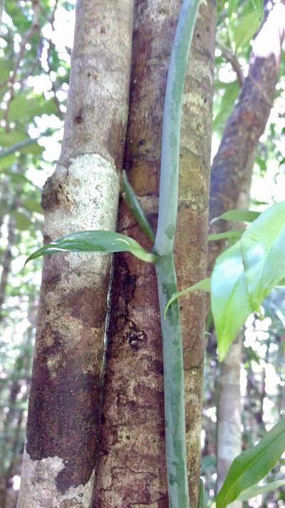 Vanilla coursii, photographed by Shawn O'Donnell