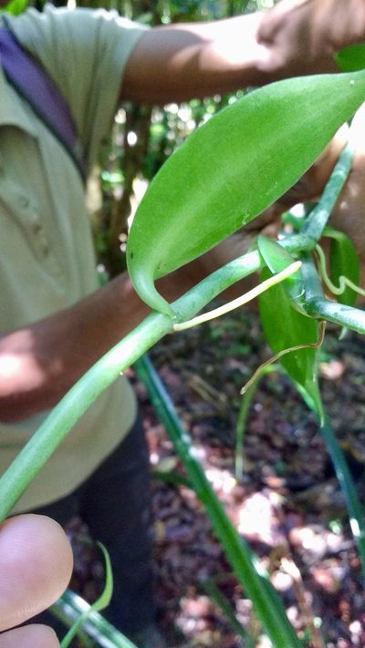 Vanilla coursii, photographed by Shawn O'Donnell
