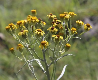 Senecio bupleuroides, photographed by Tony Rebelo