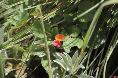 Rhynchosia monophylla, photographed by Tony Rebelo