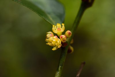 Lindera akoensis, photographed by 國立臺灣博物館