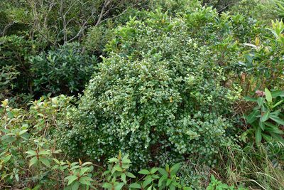 Lindera akoensis, photographed by 國立臺灣博物館