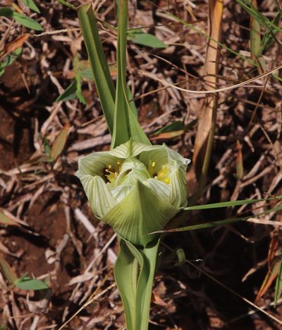 Colchicum striatum, photographed by Tony Rebelo