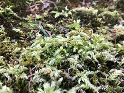 Brachythecium salebrosum, photographed by Jason Grant