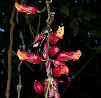 Thunbergia coccinea, photographed by Rejoice Gassah