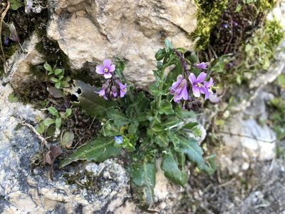 Arabis rosea, photographed by Jason Grant