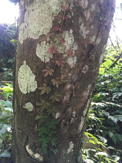 Tetrastigma obtectum, photographed by Tatsutomo Chin