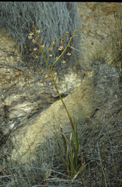 Eulophia bolusii, photographed by Tom Lloyd Evans