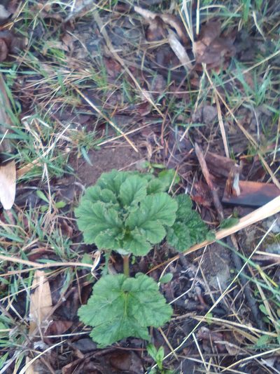 Heracleum leskovii, photographed by Михаил Орлов