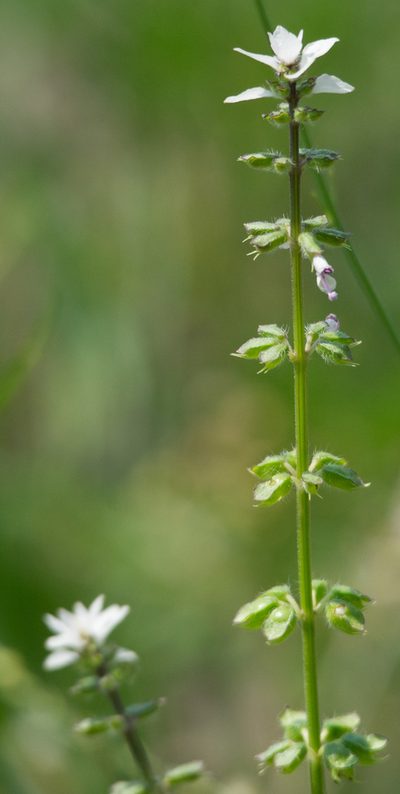 Syncolostemon bracteosus, photographed by Wilderness Safaris Botswana - Conservation Team