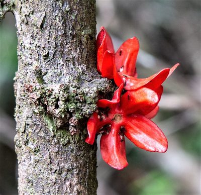 Heisteria cauliflora, photographed by Gerry van Tonder