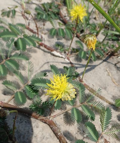 Neptunia oleracea, photographed by Wilderness Safaris Botswana - Conservation Team