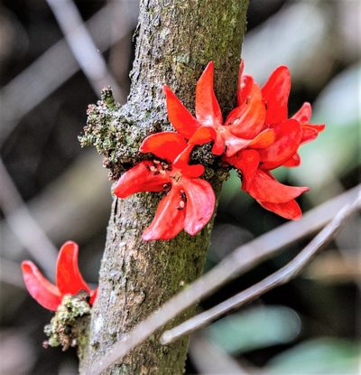 Heisteria cauliflora, photographed by Gerry van Tonder