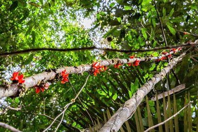 Heisteria cauliflora, photographed by Gerry van Tonder