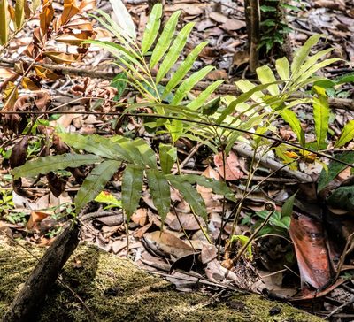 Metaxya scalaris, photographed by Gerry van Tonder