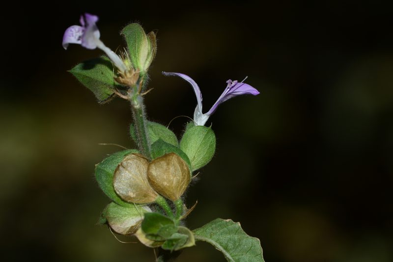 Dicliptera foetida, photographed by S.MORE
