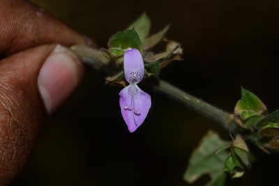 Dicliptera foetida, photographed by S.MORE