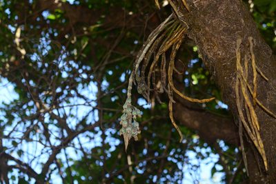 Dendrobium aqueum, photographed by S.MORE