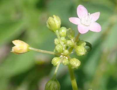 Gisekia africana, photographed by Wilderness Safaris Botswana - Conservation Team