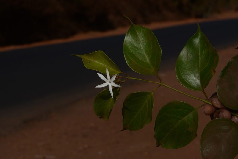 Jasminum malabaricum, photographed by S.MORE