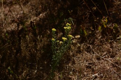 Erigeron trilobus, photographed by S.MORE