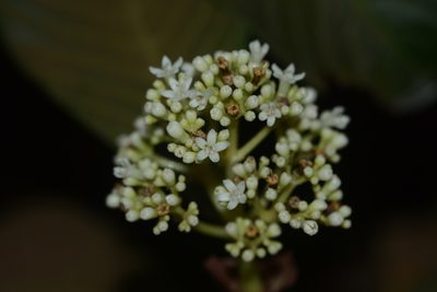 Psychotria truncata, photographed by S.MORE