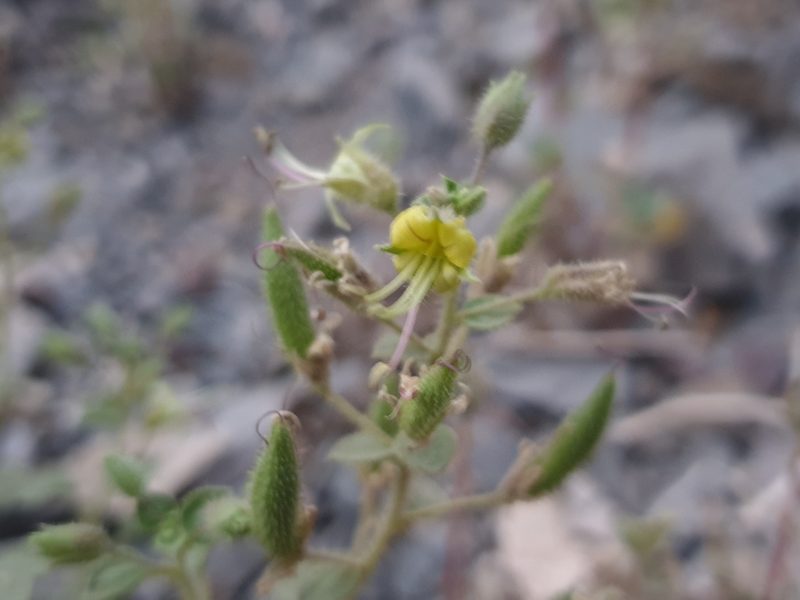 Cleome droserifolia, photographed by Jacky Judas