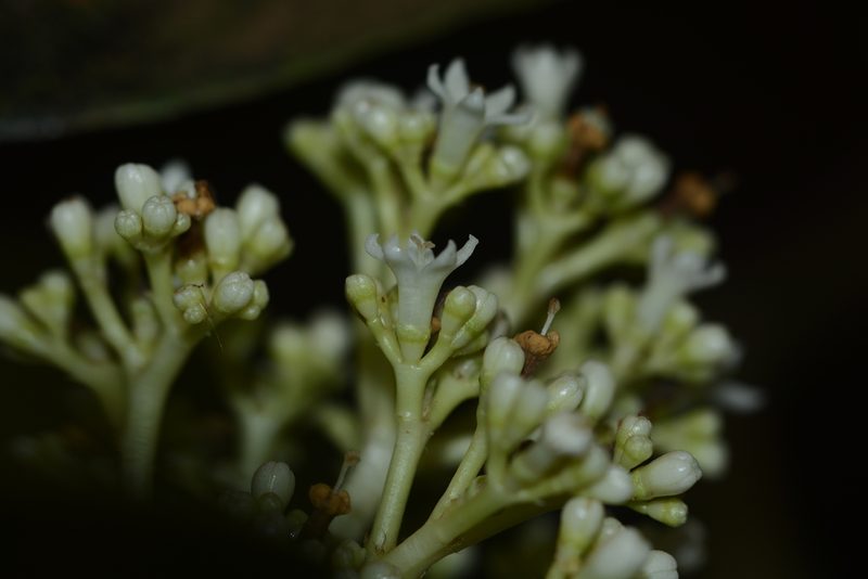 Psychotria truncata, photographed by S.MORE