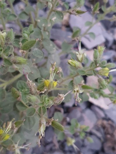 Cleome droserifolia, photographed by Jacky Judas
