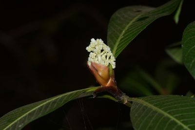 Psychotria truncata, photographed by S.MORE