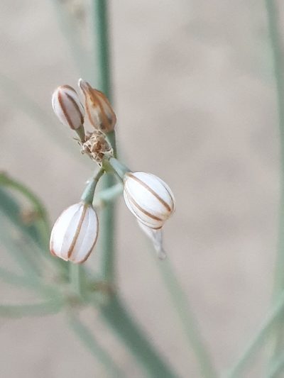 Asphodelus tenuifolius, photographed by Jacky Judas