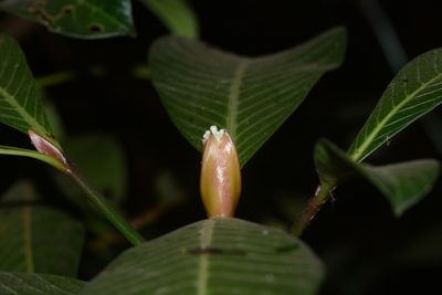Psychotria truncata, photographed by S.MORE