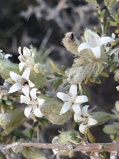 Plocama aucheri, photographed by Jacky Judas