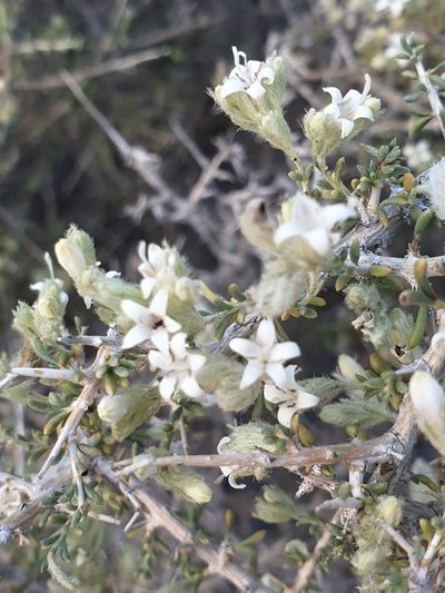 Plocama aucheri, photographed by Jacky Judas