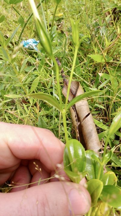 Tachiadenus carinatus, photographed by Shawn O'Donnell