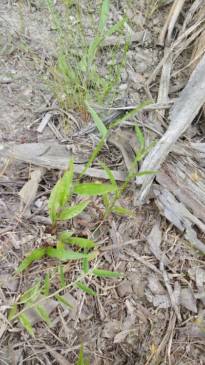 Paspalum nutans, photographed by Shawn O'Donnell